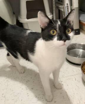 Tux -  Domestic Short Hair Cat for Adoption in Dublin, Ohio - Tux | PetCurious