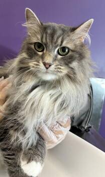 Lilly -  Domestic Long Hair Cat for Adoption in Salt Lake City, Utah - Lilly | PetCurious