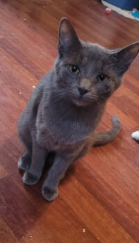 Rescue Domestic Short Hair Cats for Adoption in Lorain, Ohio - Sassy | PetCurious