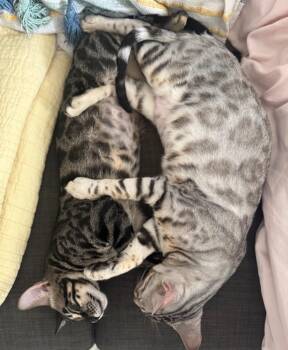 Hazel & Juniper -  Bengal Cat for Adoption in Clarksburg, Ontario - Hazel & Juniper | PetCurious