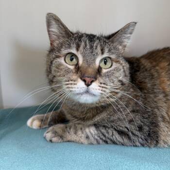 Domestic Short Hair Cats Available for Adoption in Cody, Wyoming - Aoili | PetCurious