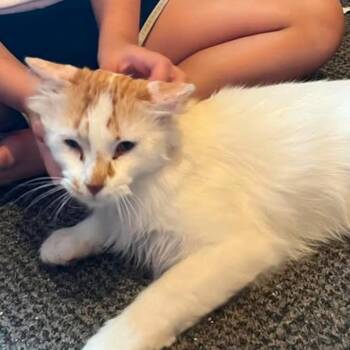 Percy -  Domestic Short Hair Cat for Adoption - Percy | PetCurious