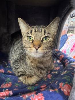 Rescue Domestic Short Hair Cats for Adoption in South Bend, Indiana - Addison *IN FOSTER* | PetCurious