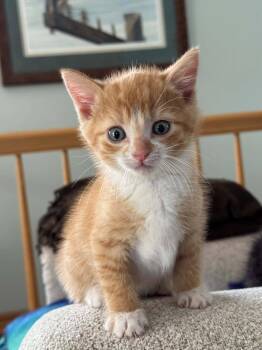Tabby Cats Available for Adoption in Decorah, Iowa - Snag-COME MEET ME | PetCurious