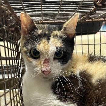 Markus -  American Shorthair Cat for Adoption in Lufkin, Texas - Markus | PetCurious