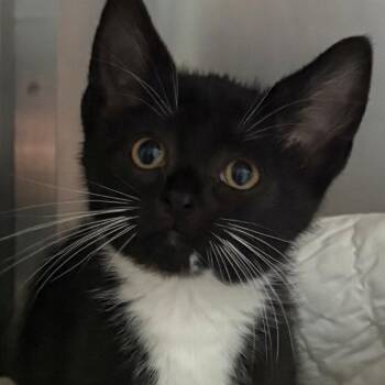 Pudge -  Domestic Short Hair Cat for Adoption in East Hanover, New Jersey - Pudge | PetCurious