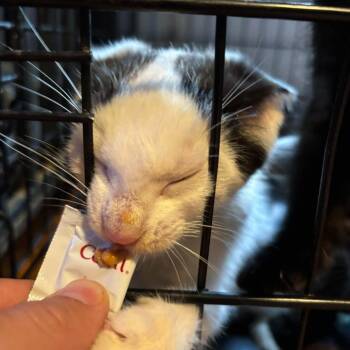 Lugnut -  Domestic Short Hair Cat for Adoption in Georgetown, Kentucky - Lugnut | PetCurious