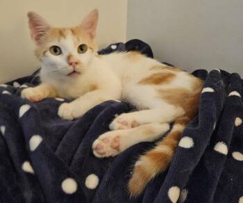 Milo -  Domestic Short Hair Cat for Adoption in Lemoyne, Pennsylvania - Milo | PetCurious