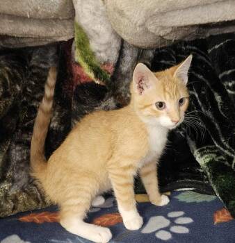 Rescue Domestic Short Hair Cats for Adoption in Millcreek, Utah - Alex | PetCurious