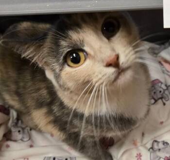 Domestic Short Hair Cats Available for Adoption in Salinas, California - Mama Zoe | PetCurious