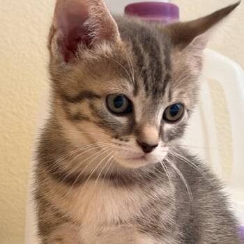 Luanne -  Domestic Short Hair Cat for Adoption in Jupiter, Florida - Luanne | PetCurious