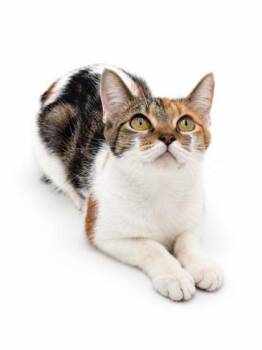 Beverly -  Domestic Short Hair Cat for Adoption in Bowling Green, Kentucky - Beverly | PetCurious