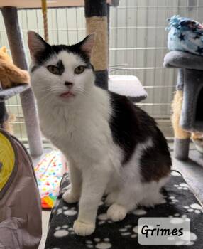 Domestic Medium Hair Cats Available for Adoption in Urbana, Ohio - Grimes | PetCurious