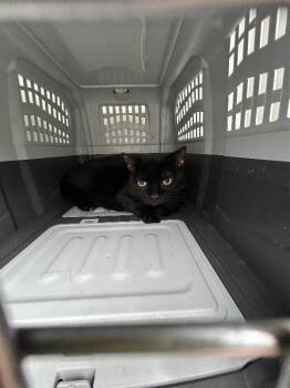 Fresno -  Domestic Short Hair Cat for Adoption in Mobile, Alabama - Fresno | PetCurious