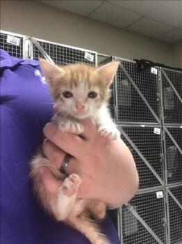 ZOOMIE -  Domestic Medium Hair Cat for Adoption in Conroe, Texas - ZOOMIE | PetCurious