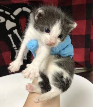 ZITA -  Domestic Short Hair Cat for Adoption in Riverside, California - ZITA | PetCurious