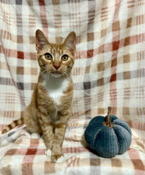 Rescue Domestic Short Hair Cats for Adoption in Ball Ground, Georgia - O'Malley | PetCurious