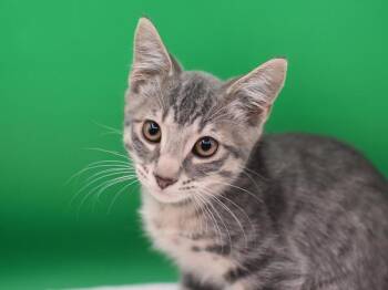 The Sims -  Domestic Short Hair Cat Available for Adoption in Portland, Oregon - The Sims | PetCurious