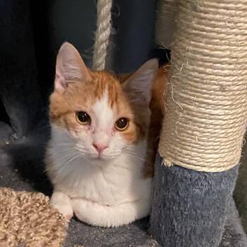 Rescue Tabby and Domestic Short Hair Cats for Adoption in Andover, Minnesota - Jensen | PetCurious