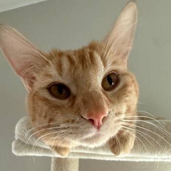 Solcito -  Domestic Short Hair Cat Available for Adoption in Las Vegas, Nevada - Solcito | PetCurious