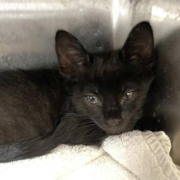 Gabbro -  Domestic Short Hair Cat for Adoption in Long Beach, California - Gabbro | PetCurious