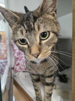 Domestic Short Hair Cats Available for Adoption in Savannah, Georgia - Mark | PetCurious