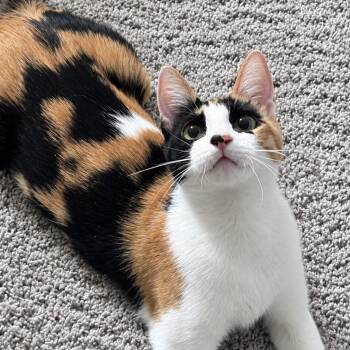 Leah -  Domestic Short Hair Cat for Adoption in Liverpool, Texas - Leah | PetCurious