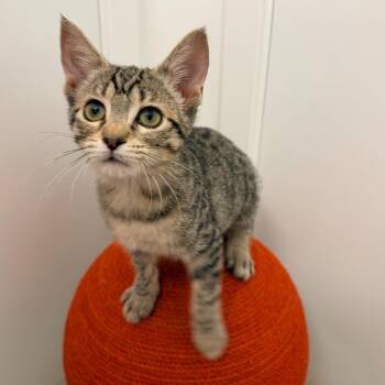 Betty -  Domestic Short Hair Cat for Adoption in Cumming, Georgia - Betty | PetCurious