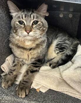 *Doorknob* -  Domestic Medium Hair Cat for Adoption in Salt Lake City, Utah - *Doorknob* | PetCurious