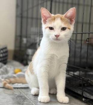 Timber -  Domestic Short Hair Cat for Adoption in Geneseo, Illinois - Timber | PetCurious