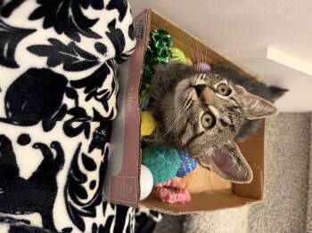 Rescue Domestic Short Hair Cats for Adoption in Cottonwood Heights, Utah - Coriander | PetCurious