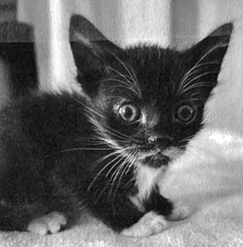 Showtime -  Domestic Short Hair Cat Available for Adoption - Showtime | PetCurious
