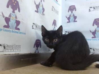 FROSTED -  Domestic Short Hair Cat for Adoption in Orlando, Florida - FROSTED | PetCurious