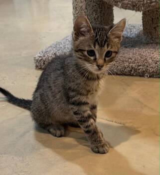 Tiger -  Domestic Short Hair Cat for Adoption in Lincoln, Nebraska - Tiger | PetCurious