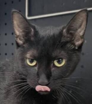 Clarissa -  Domestic Short Hair Cat for Adoption in Dayton, Minnesota - Clarissa | PetCurious