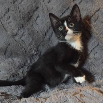 Shinx -  Domestic Short Hair Cat Available for Adoption in Houston, Texas - Shinx | PetCurious