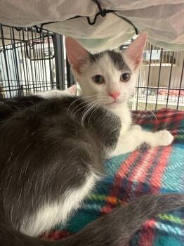Boots (Britt) -  Domestic Short Hair Cat for Adoption in Johnson City, Tennessee - Boots (Britt) | PetCurious