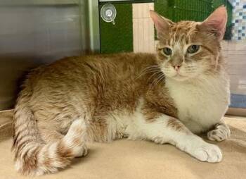 Domestic Short Hair Cats Available for Adoption in Fort Worth, Texas - Wally | PetCurious