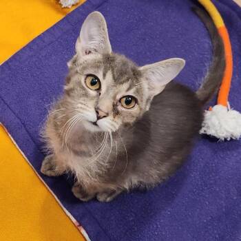 Rescue Domestic Short Hair Cats for Adoption in Evanston, Illinois - Plath | PetCurious