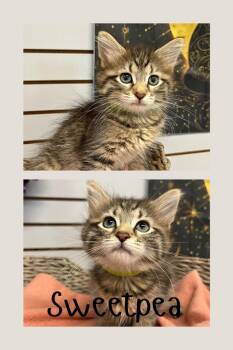 Sweetpea -  Domestic Medium Hair Cat for Adoption in Pierceton, Indiana - Sweetpea | PetCurious