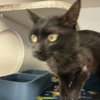 Sherlock -  Domestic Short Hair Cat for Adoption in Saint Joseph, Missouri - Sherlock | PetCurious