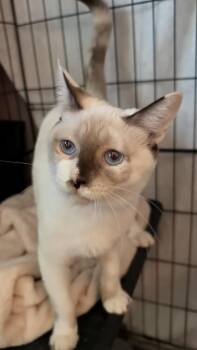 Circe ( AV) -  Snowshoe Cat for Adoption in Vallejo, California - Circe ( AV) | PetCurious