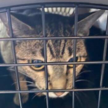 Domestic Short Hair Cats Available for Adoption - Coconut | PetCurious