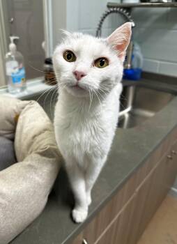Rescue Domestic Short Hair Cats for Adoption in Lufkin, Texas - Twinkle | PetCurious