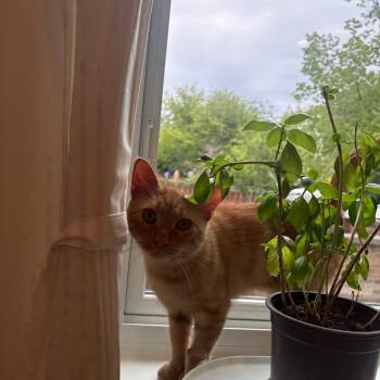 Junior -  Domestic Short Hair Cat for Adoption in Chicago, Illinois - Junior | PetCurious