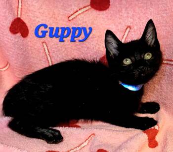 Guppy -  Domestic Short Hair Cat for Adoption in Macon, Georgia - Guppy | PetCurious