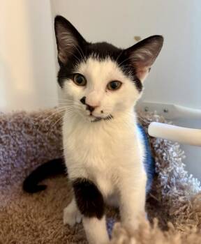Rescue Domestic Short Hair Cats for Adoption in Lake Wylie, South Carolina - Mushu | PetCurious