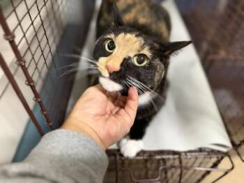 Domestic Short Hair Cats Available for Adoption in Doral, Florida - YUNA | PetCurious