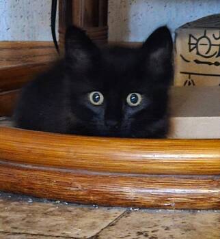 Mother Pearl -  Domestic Short Hair Cat for Adoption in Pineville, Louisiana - Mother Pearl | PetCurious