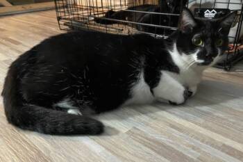 Domestic Short Hair Cats Available for Adoption in Virginia Beach, Virginia - Kecia (Keecie) | PetCurious
